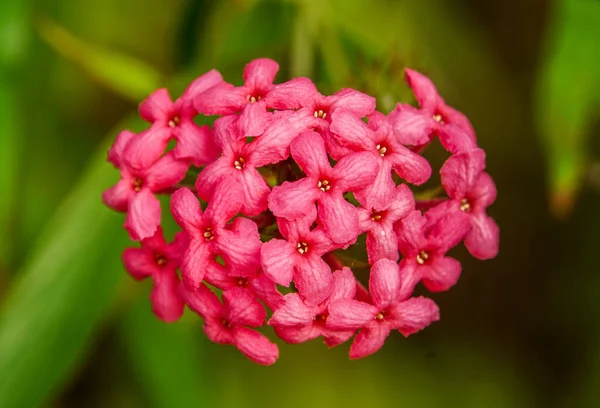Nahaufnahme Viele Leuchtend Rote Lxora Blumen — Stockfoto