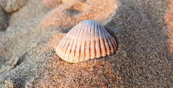 Close up shot of a white seashell on the beach — Stock Photo, Image