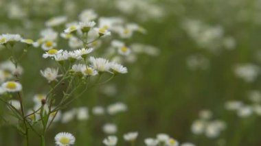 Vinç üstten görünüm çiçek yakın ve sinek papatya çiçeği ile vurdu.