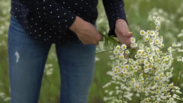 Femme enceinte cueillette des fleurs de camomille . — Video