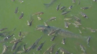 Üstten görünüm Koi balık vurdu, süslü sazan havuzda yüzme