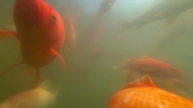 Vahşi Sazan su altında yüzmek