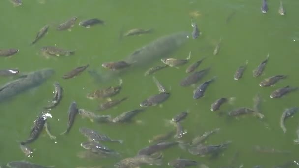 Top vista tiro de peixes Koi, Carpa extravagante estão nadando na lagoa — Vídeo de Stock