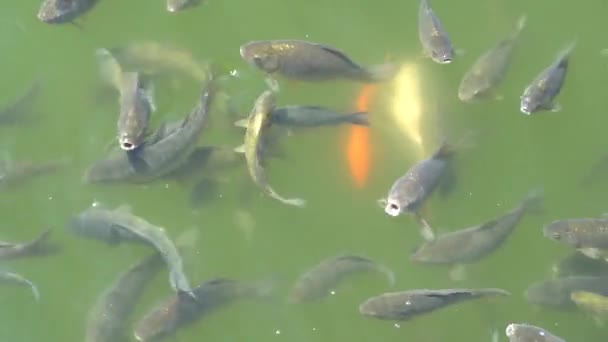 Vista superior de peces Koi, Fancy Carp están nadando en el estanque — Vídeos de Stock