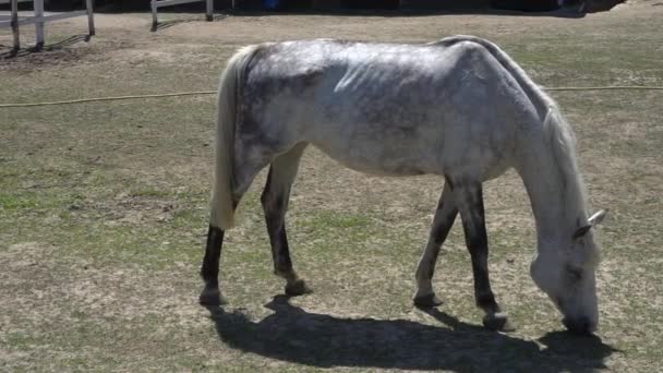 Cavallo che mangia erba sul campo . — Video Stock