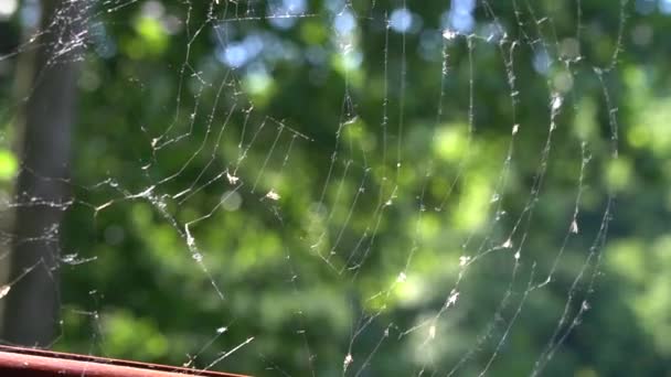 Spinnennetz bewegt sich im Wind — Stockvideo