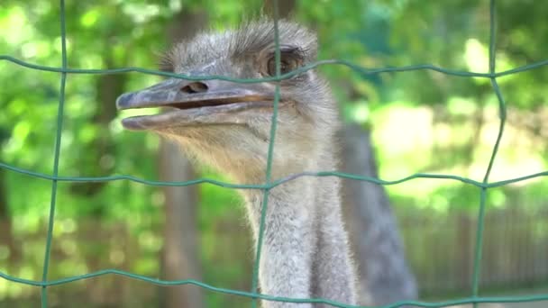 Close Up Shot of ostriches at a ostrich farm. — Stock Video