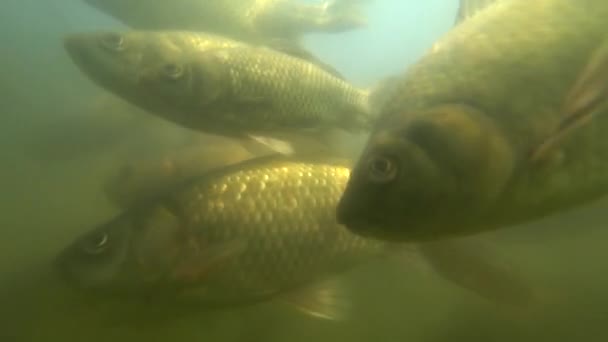 Carpa selvagem nadando debaixo de água — Vídeo de Stock