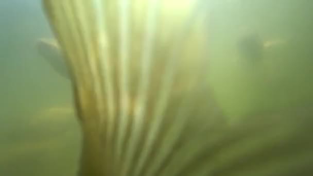 Divoký kapr plavání pod vodou — Stock video