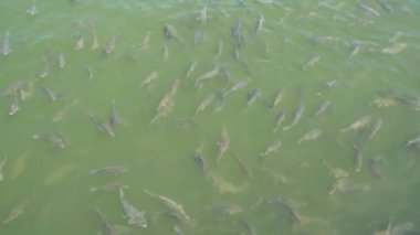 Üstten görünüm Koi balık vurdu, süslü sazan havuzda yüzme