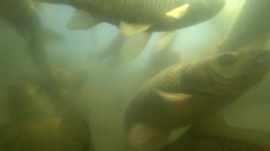 Vahşi Sazan su altında yüzmek