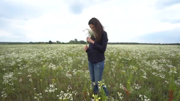 Mulher grávida colhendo flores de camomila . — Vídeo de Stock