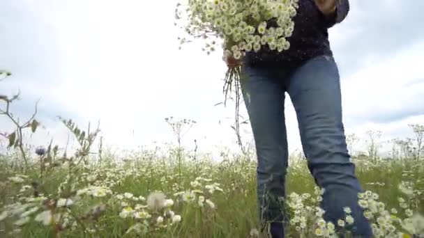 Gravid kvinna plocka kamomill blommor. — Stockvideo