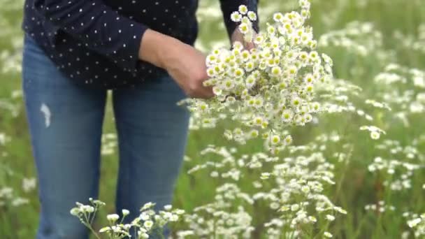 Mujer embarazada recogiendo flores de manzanilla . — Vídeos de Stock
