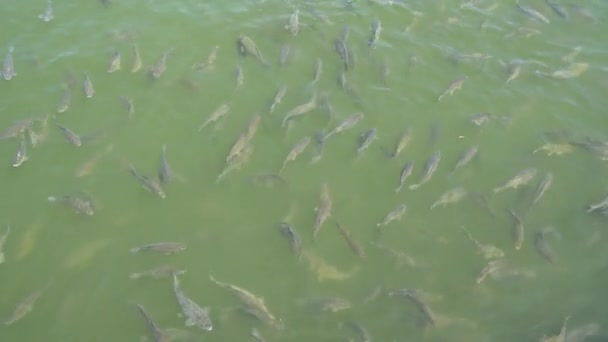 Top vista tiro de peixes Koi, Carpa extravagante estão nadando na lagoa — Vídeo de Stock