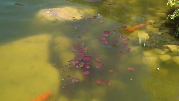 Vista superior de peces Koi, Fancy Carp están nadando en el estanque — Vídeos de Stock