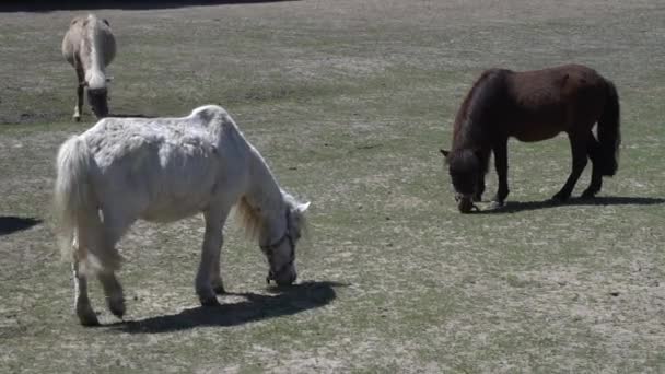 Chevaux mangeant de l'herbe sur le terrain . — Video