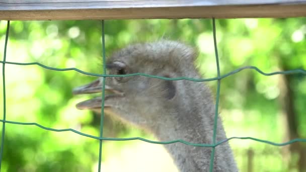 Close Up Shot van struisvogels op een struisvogel boerderij. — Stockvideo