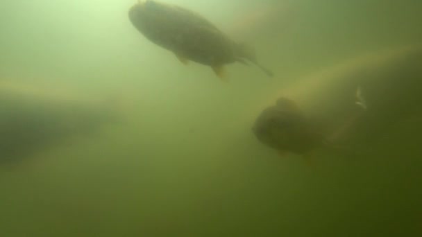 Carpa salvaje nadando bajo el agua — Vídeos de Stock