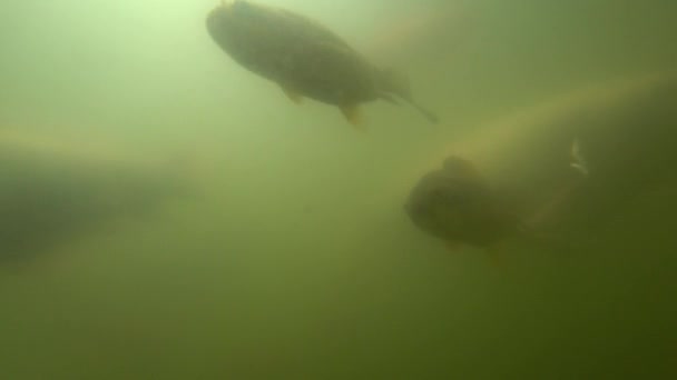 Carpa selvagem nadando debaixo de água — Vídeo de Stock