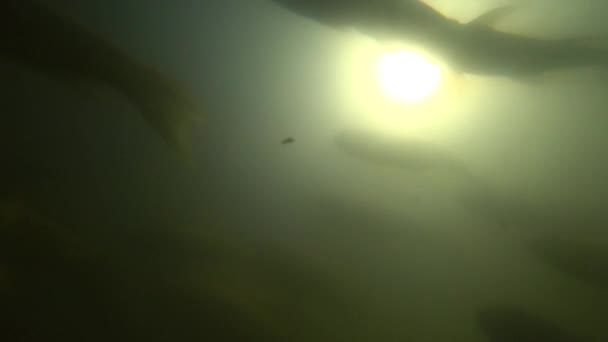 Дикий карп плавает под водой — стоковое видео