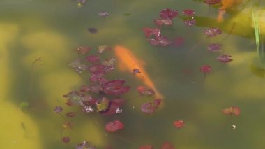 Üstten görünüm Koi balık vurdu, süslü sazan havuzda yüzme