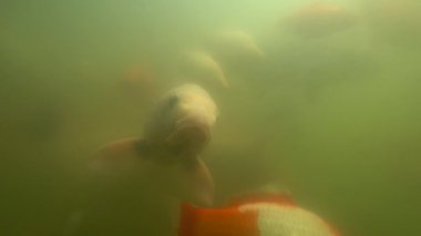 Vahşi Sazan su altında yüzmek