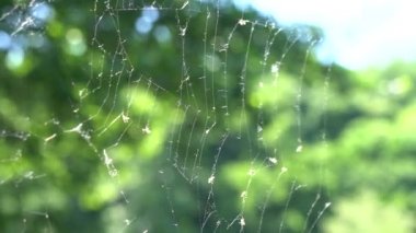 rüzgarla hareket eden örümcek ağı