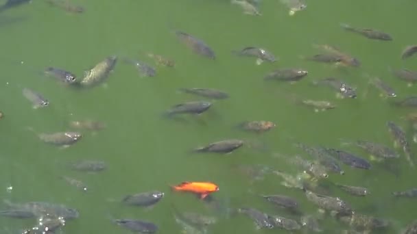 Top vista tiro de peixes Koi, Carpa extravagante estão nadando na lagoa — Vídeo de Stock