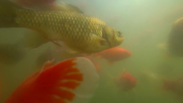 Carpa salvaje nadando bajo el agua — Vídeos de Stock
