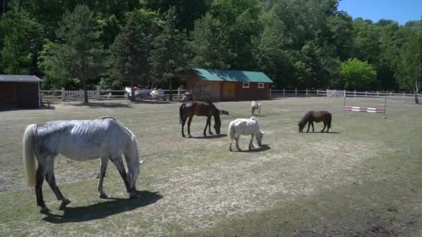 Chevaux mangeant de l'herbe sur le terrain . — Video