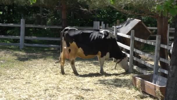 Cows graze on a pasture on a summer day. Herd cows on a summer pasture. — Stock Video