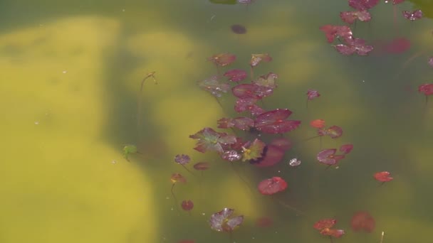 池、湖の表面に水生植物 — ストック動画