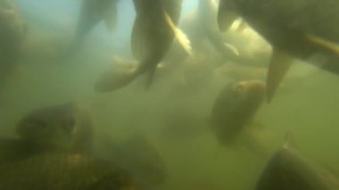Vahşi Sazan su altında yüzmek