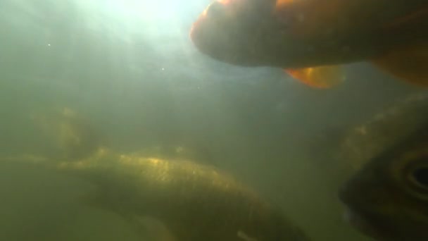Divoký kapr plavání pod vodou — Stock video