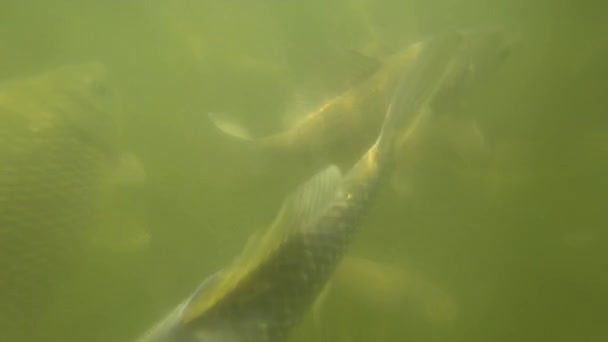 Carpa salvaje nadando bajo el agua — Vídeo de stock