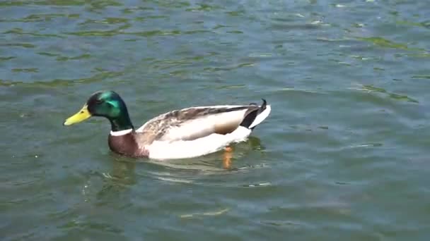 Pato na lagoa, pato nadando na água . — Vídeo de Stock