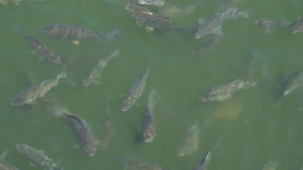 Вид сверху на рыб кои, причудливые карпы плавают в пруду — стоковое видео