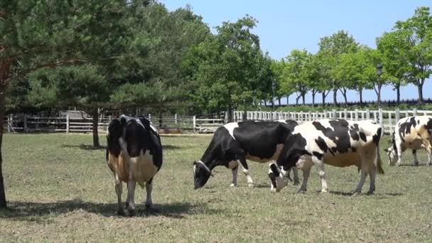 Οι αγελάδες βόσκουν σε ένα λιβάδι σε μια καλοκαιρινή μέρα. Κοπάδι αγελάδων σε ένα λιβάδι το καλοκαίρι. — Αρχείο Βίντεο