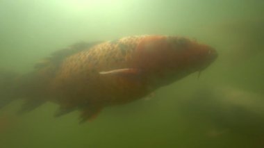 Vahşi Sazan su altında yüzmek