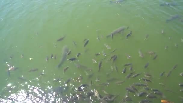 Top vista tiro de peixes Koi, Carpa extravagante estão nadando na lagoa — Vídeo de Stock