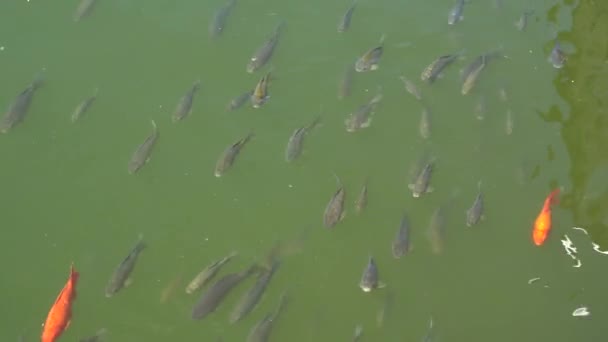 Vista dall'alto tiro di pesci Koi, Carpa fantasia stanno nuotando nello stagno — Video Stock
