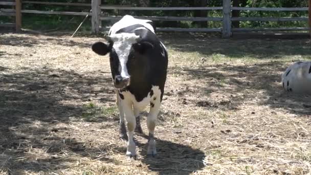 Las vacas pastan en un pasto en un día de verano. Vacas de rebaño en un pastizal de verano . — Vídeos de Stock