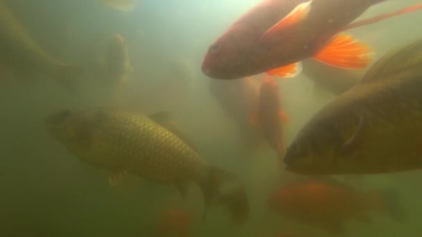 Carpa salvaje nadando bajo el agua — Vídeo de stock