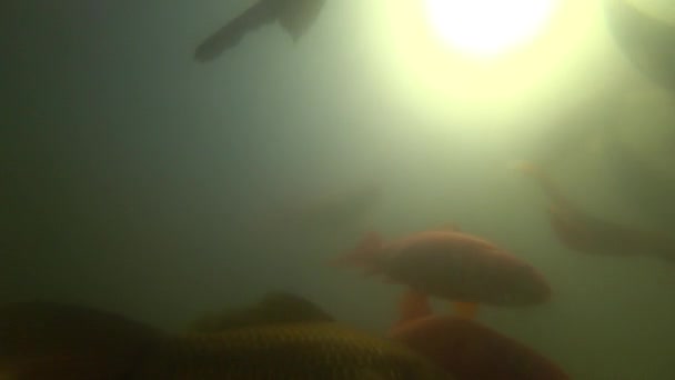 물 속에서 수영 하는 야생 잉어 — 비디오