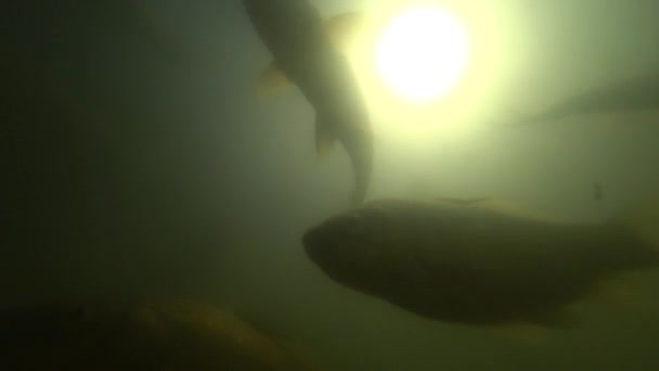 Wild karper zwemmen onder water — Stockvideo