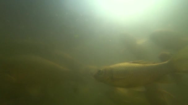 Wild carp pływanie pod wodą — Wideo stockowe