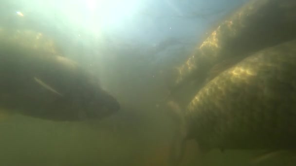 Carpa salvaje nadando bajo el agua — Vídeos de Stock