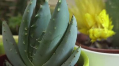 Yeşil kaktüs keskin iğne ile döner.