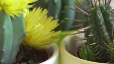 Yeşil kaktüs keskin iğne ile döner.